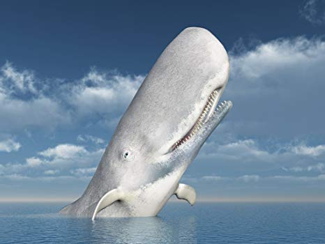 Balena bianca