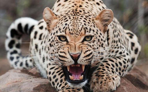 A macchia di Leopardo
