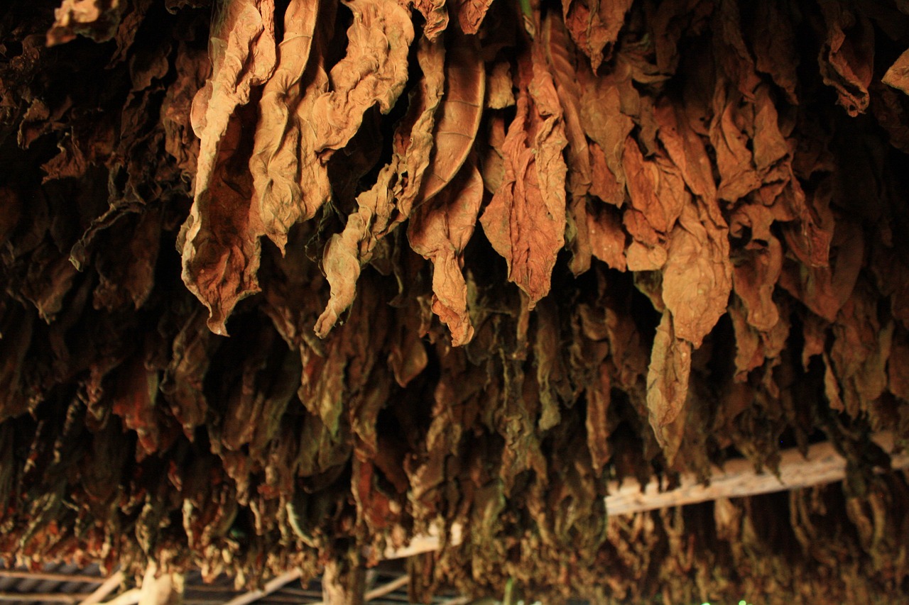foglie di tabacco