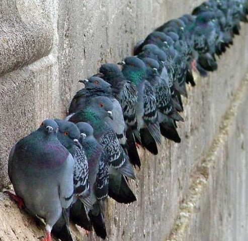 alleanza piccione