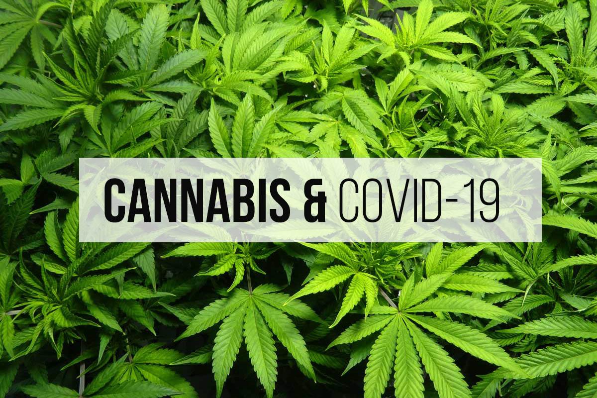 cannabis covid 19