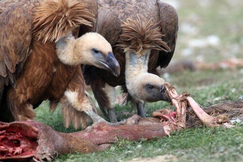 gli avvoltoi gia si aggirano sulla carcassa del povero segretario ancora fumante