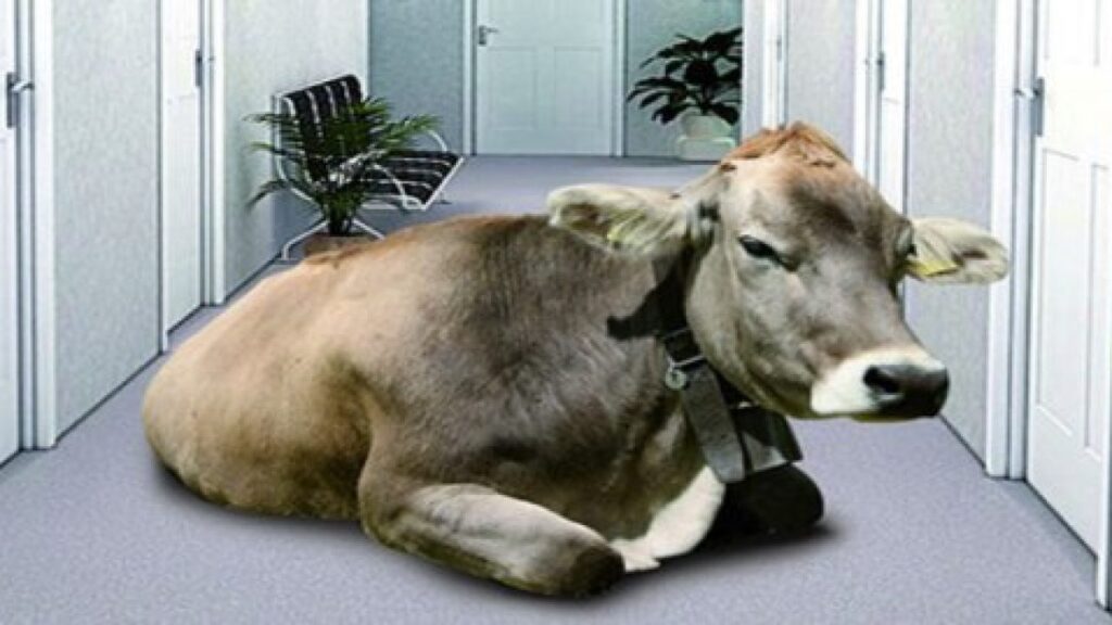 la mucca nel corridoio